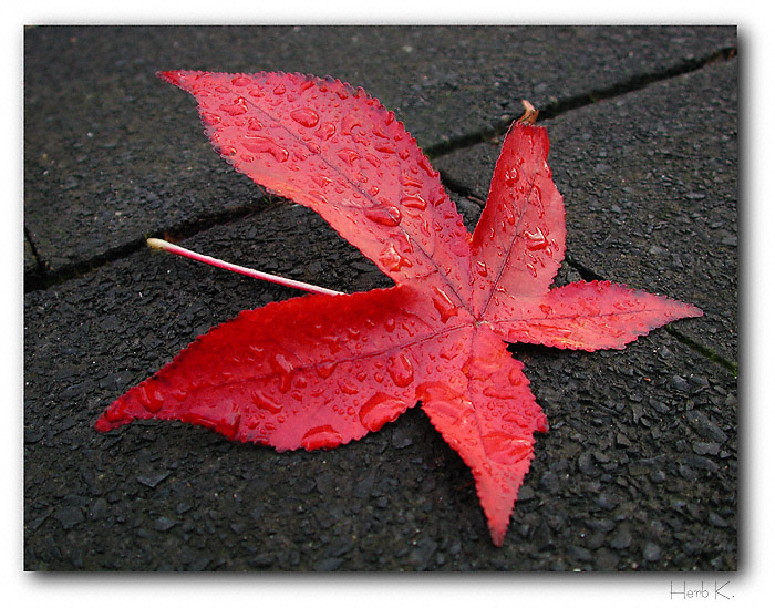 Rotes Blatt