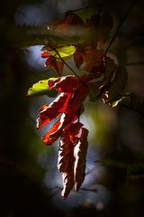 Rotes Blatt