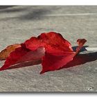 Rotes Blatt