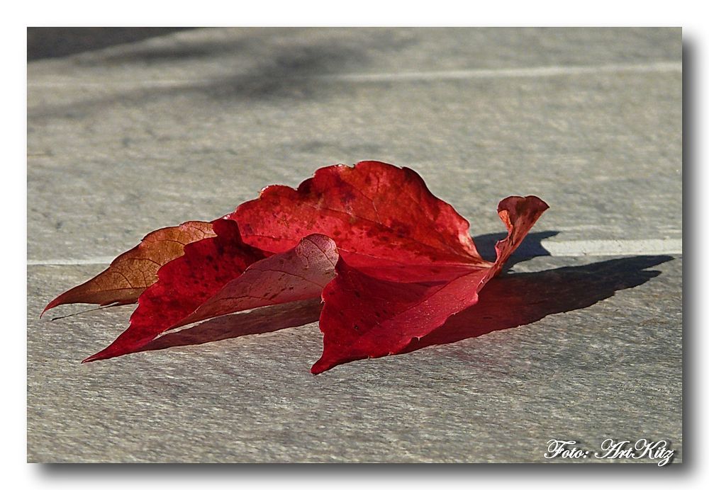 Rotes Blatt