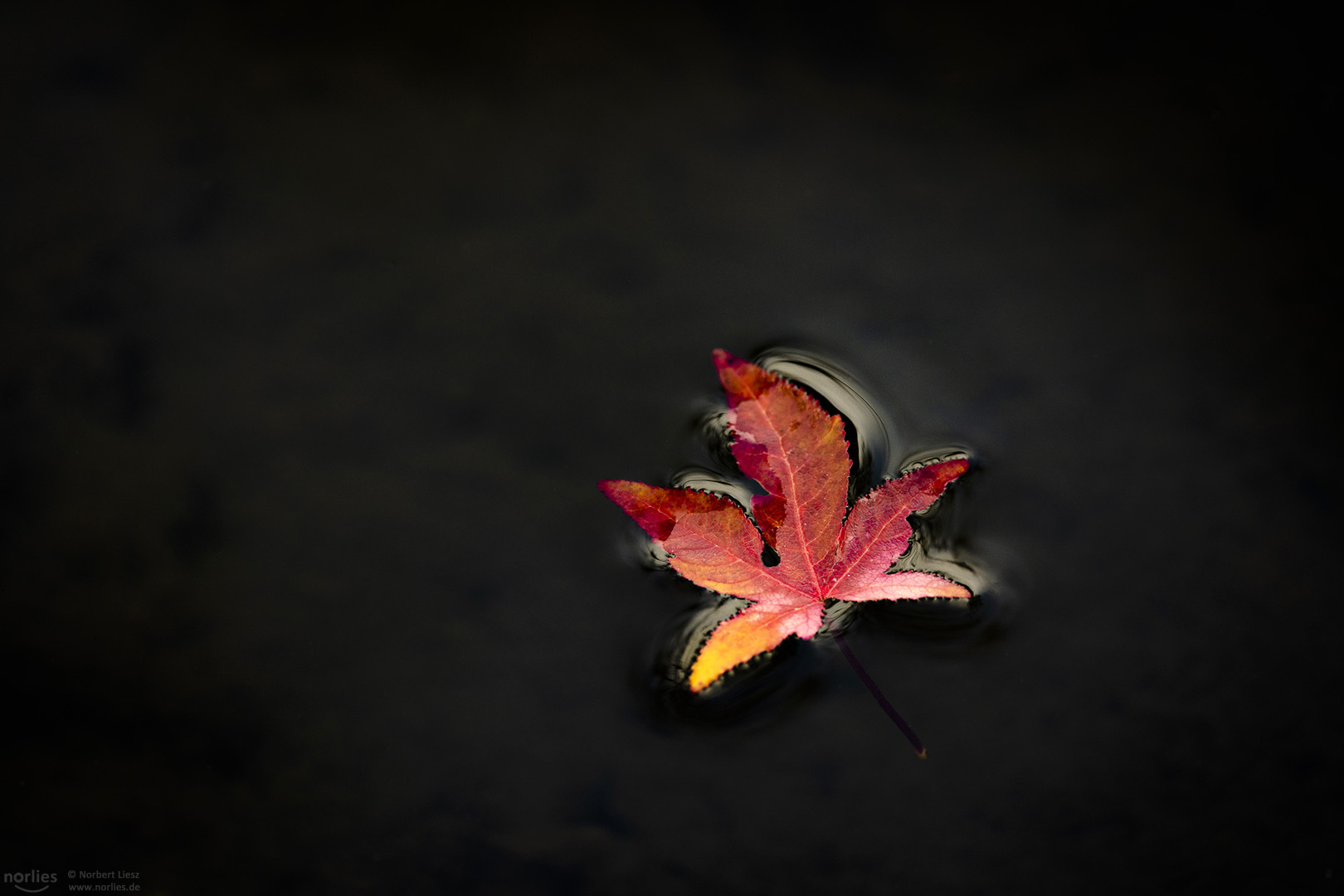 Rotes Blatt auf dem Wasser