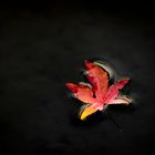 Rotes Blatt auf dem Wasser