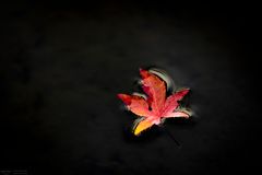 Rotes Blatt auf dem Wasser