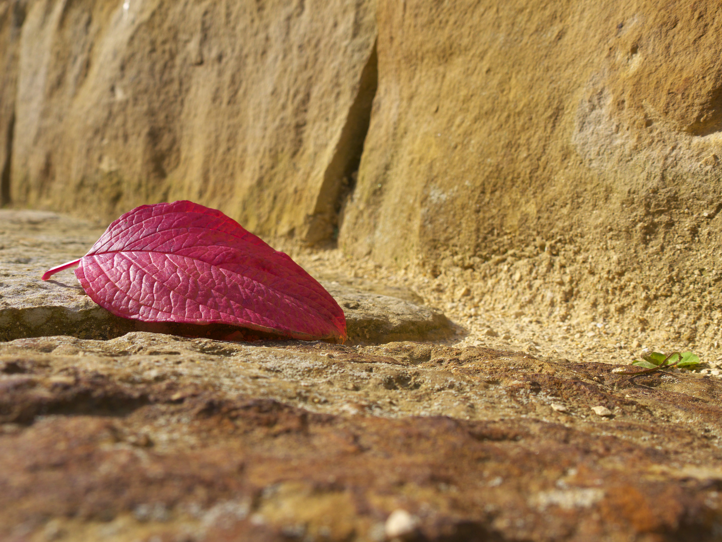 Rotes Blatt auf Steinen 3:4