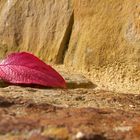 Rotes Blatt auf Steinen 3:4