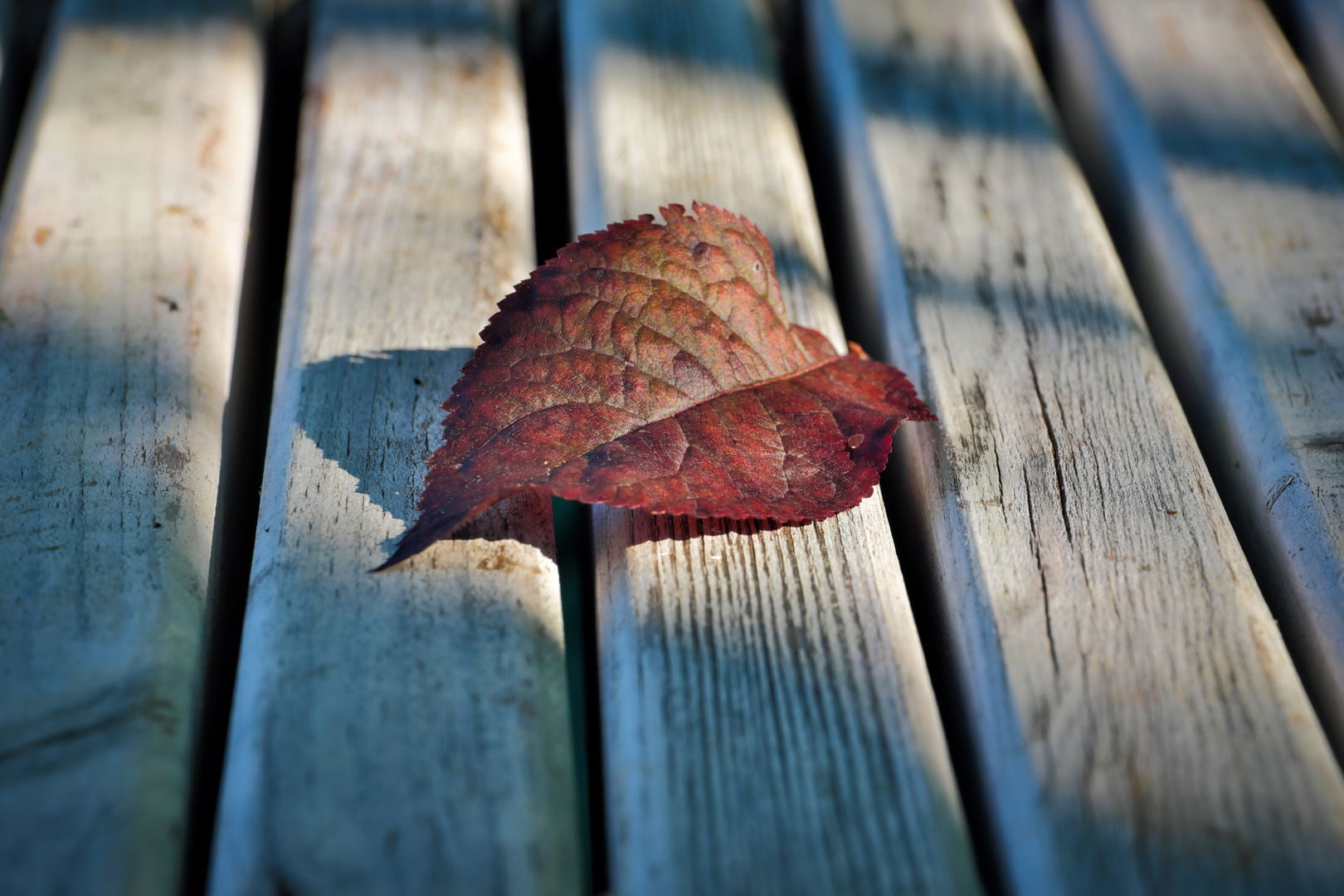 rotes Blatt