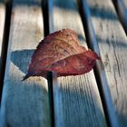 rotes Blatt