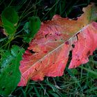 Rotes Blatt