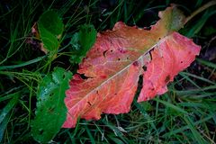 Rotes Blatt