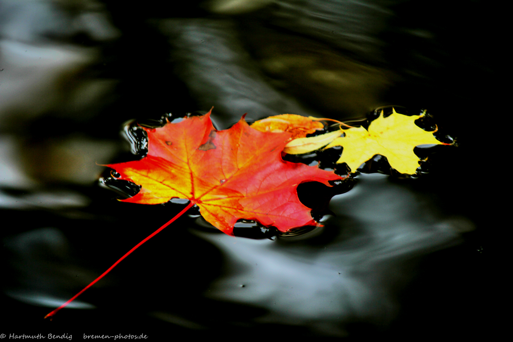 rotes Blatt