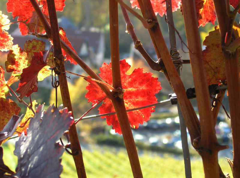 Rotes Blatt einer Rebe