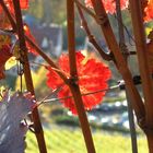 Rotes Blatt einer Rebe