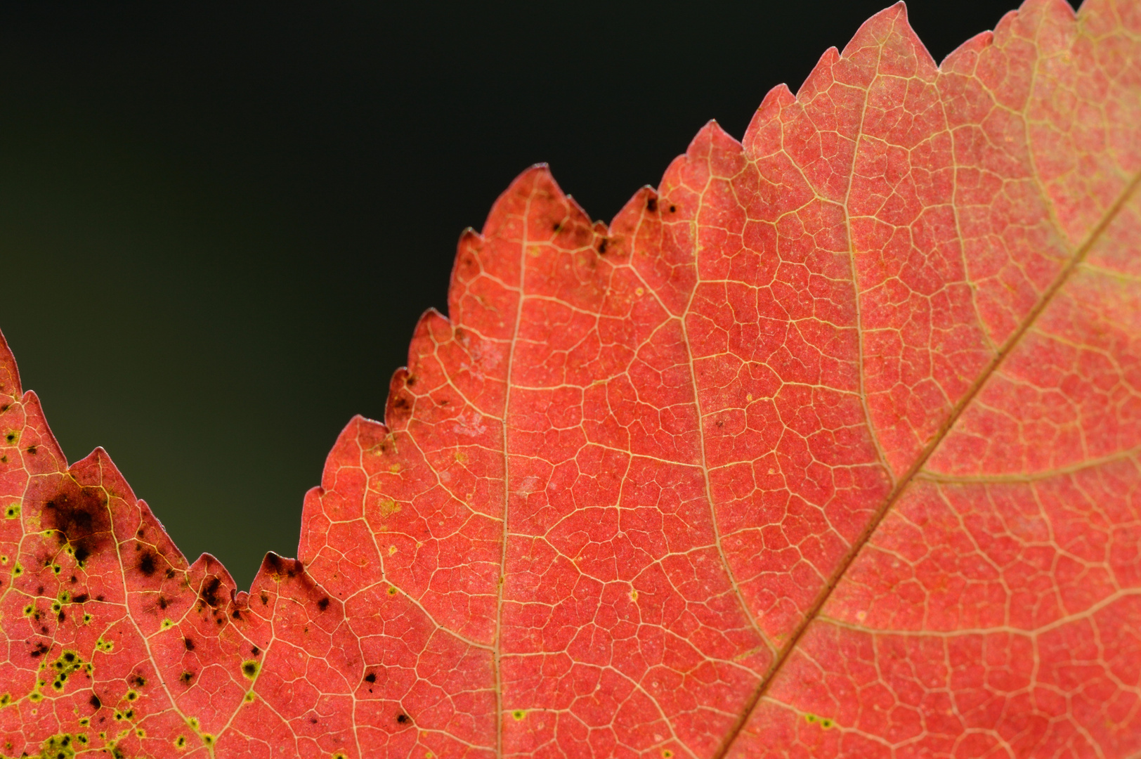 Rotes Blatt im Gegenlicht