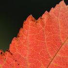 Rotes Blatt im Gegenlicht