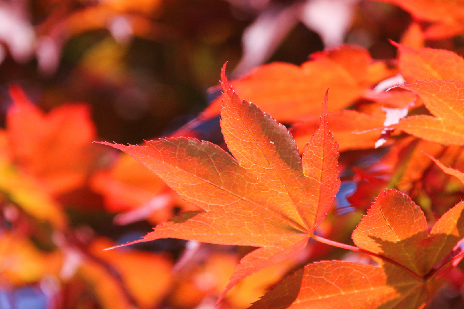 Rotes Blatt im Park Lütetsburg