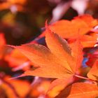 Rotes Blatt im Park Lütetsburg