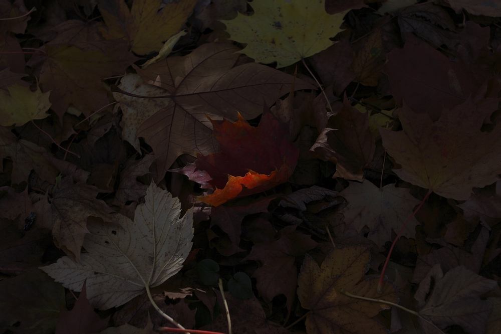 rotes Blatt im Unterholz