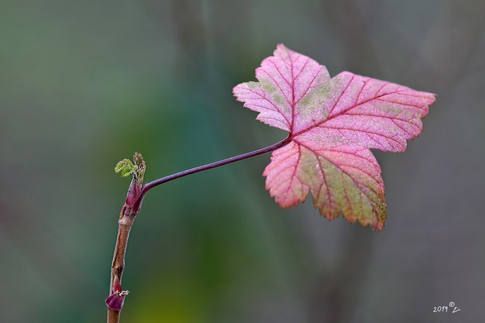 Rotes Blatt im Winter