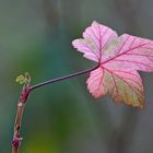 Rotes Blatt im Winter