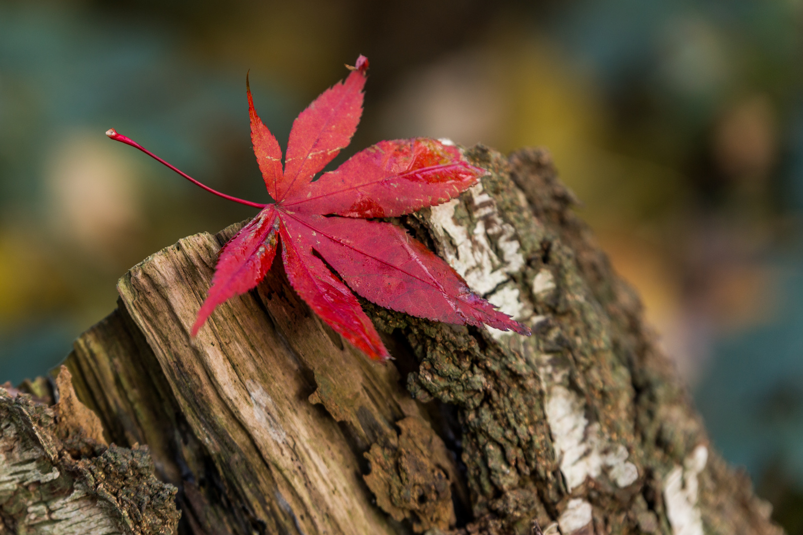 Rotes Blatt trifft Baumstamm