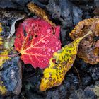 rotes blatt zur blauen stunde