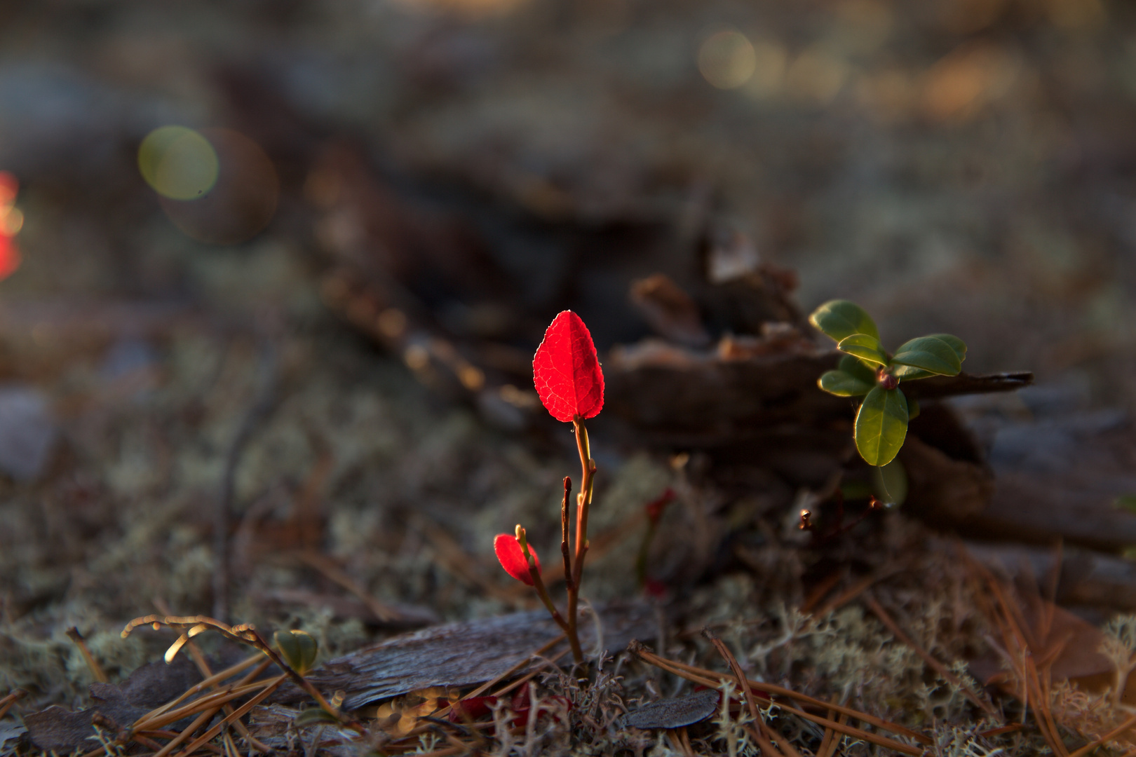 rotes Blaubeerblatt