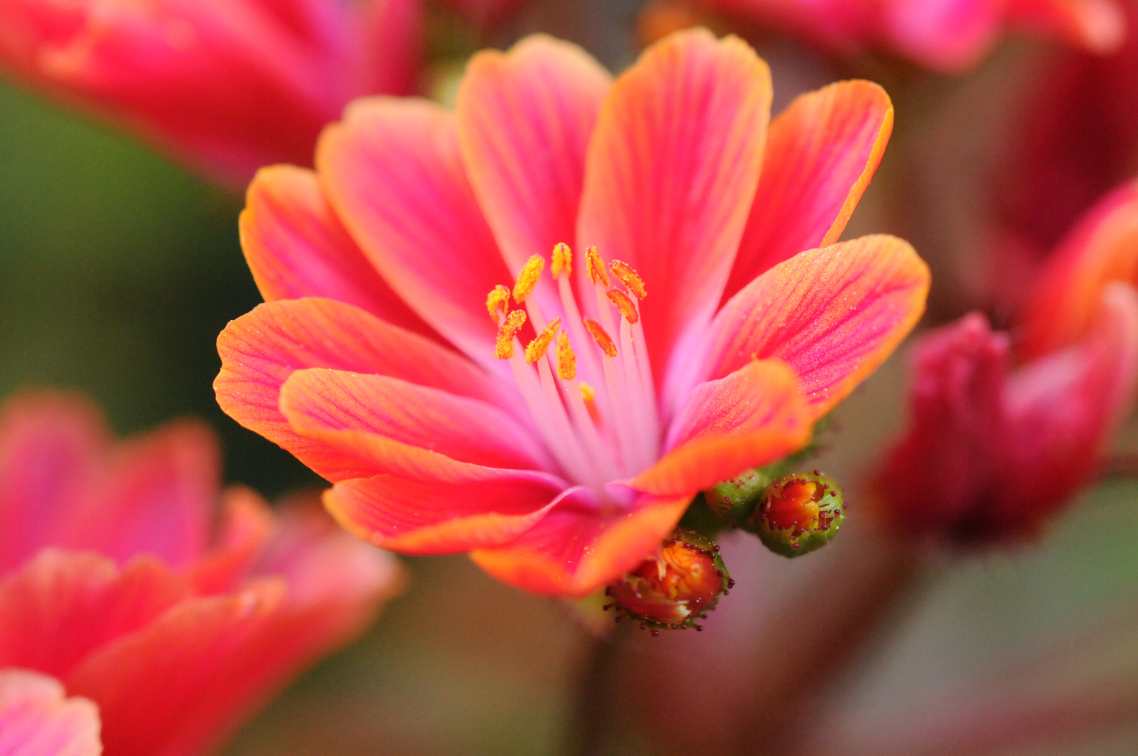 Rotes Blümchen?