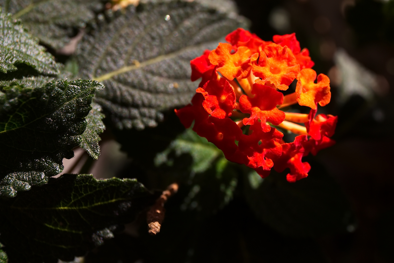 "Rotes Blümchen"