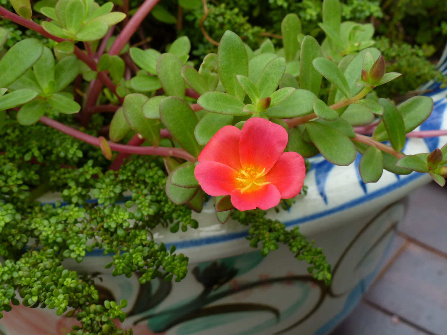 Rotes Blümchen unbekannt