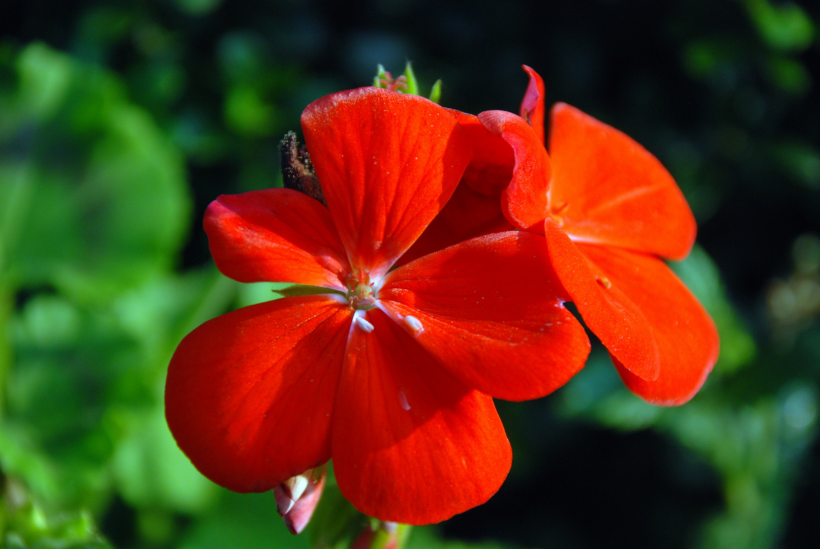 Rotes Blümchen - Weiß einer wie die heisst?