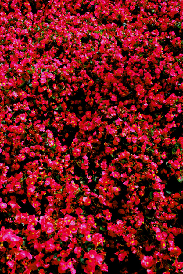 Rotes Blüten-Meer...