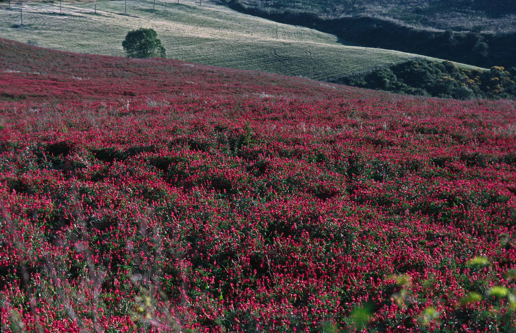 Rotes Blütenfeld die Zweite