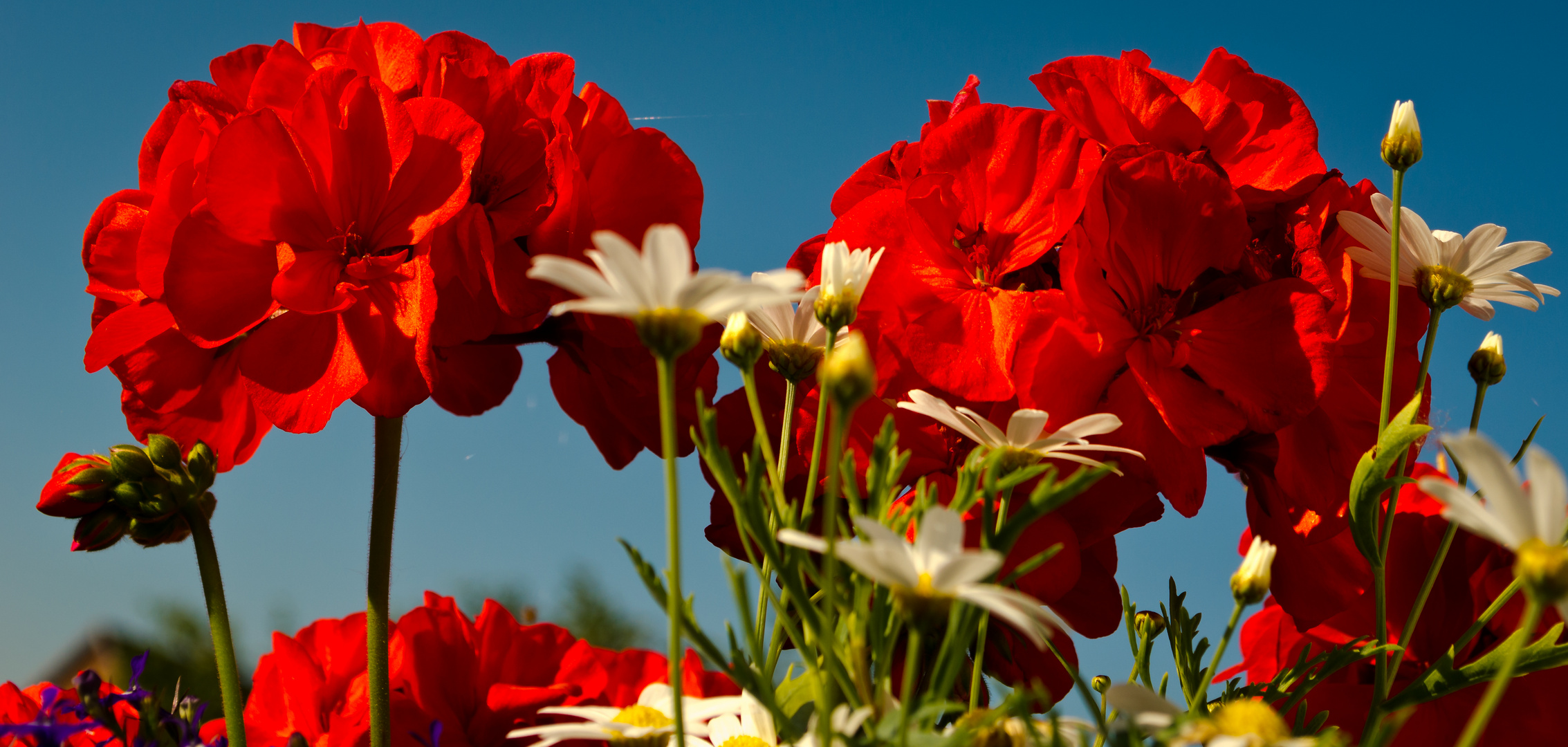 rotes Blütenleuchten