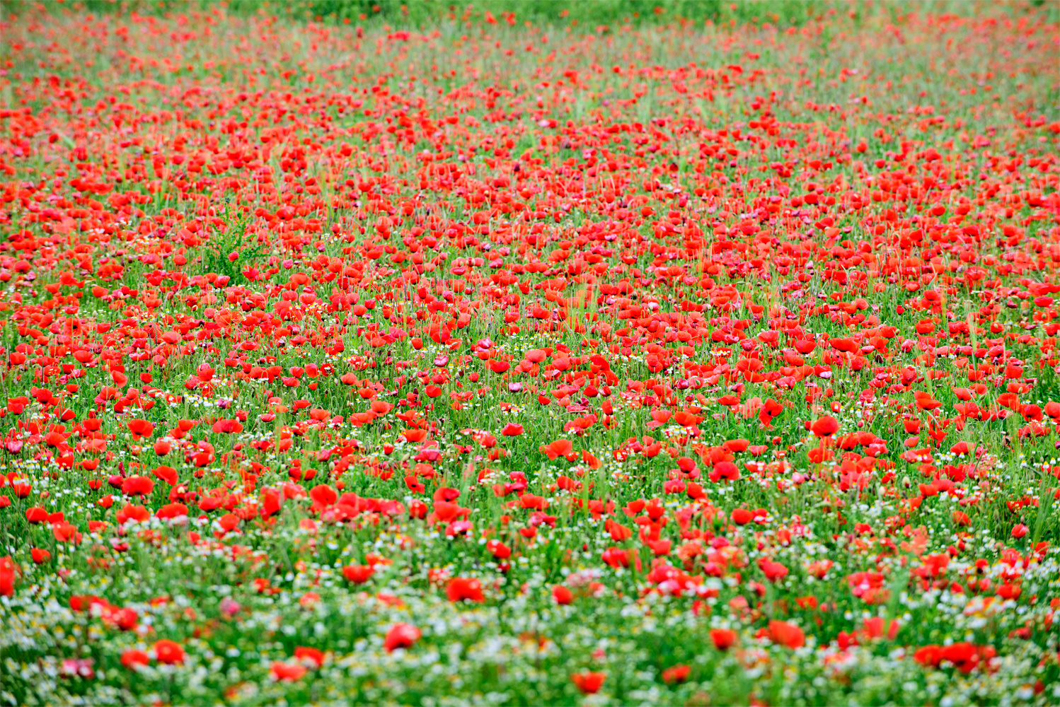 rotes Blumenmeer