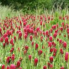 rotes Blumenmeer
