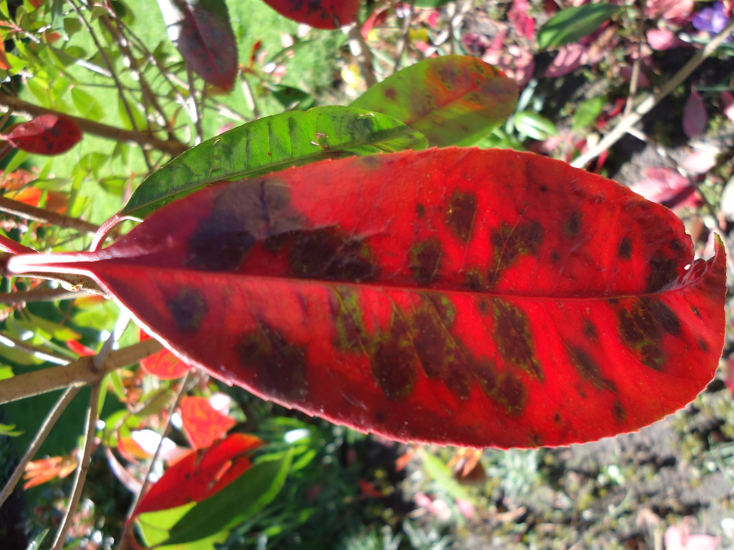 rotes, braun geflecktes Herbstblatt