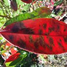 rotes, braun geflecktes Herbstblatt