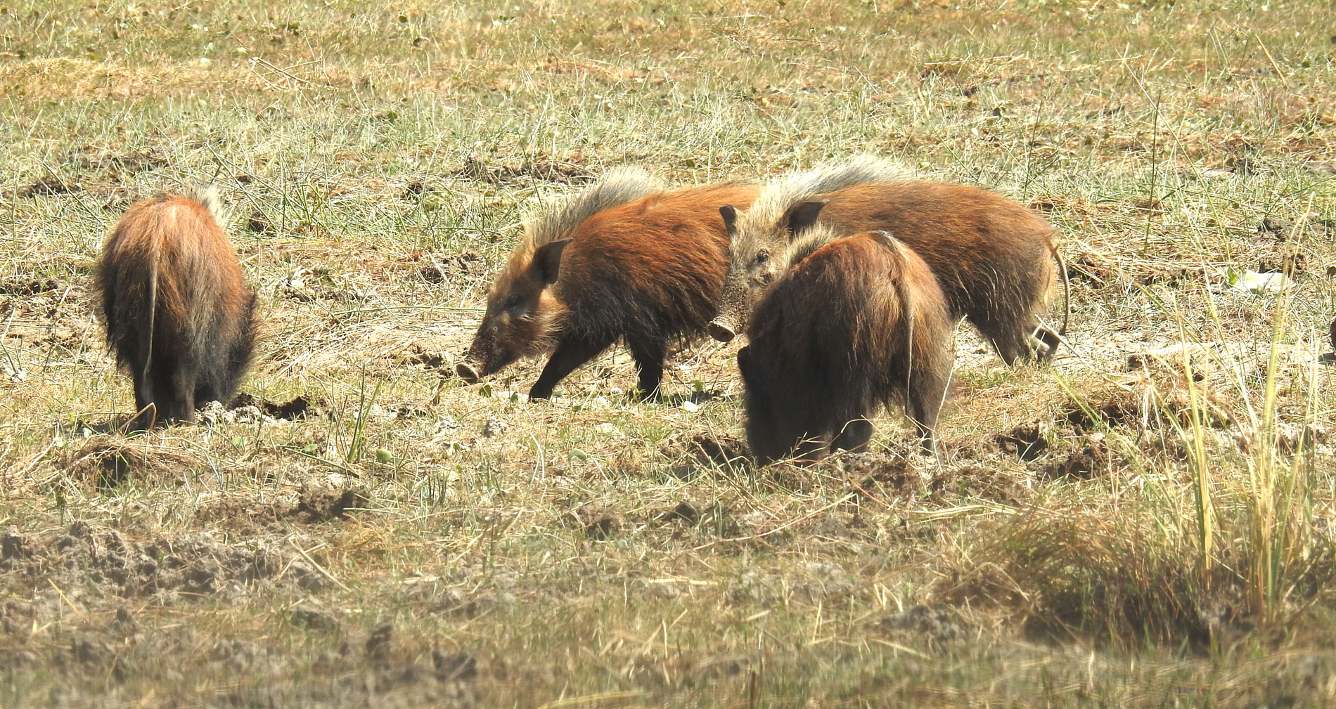 Rotes Buschschwein, äußerst selten  in Afrika zu sehen.