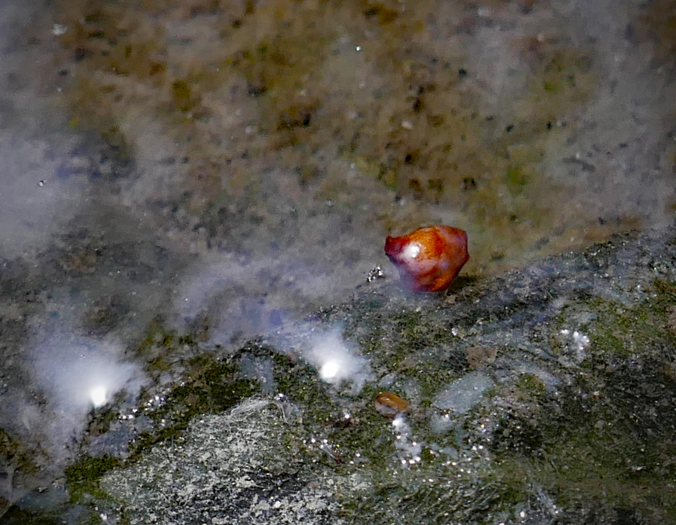 rotes Dingsda im Wasser