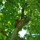 Rotes Eichhörnchen