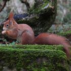 Rotes Eichhörnchen