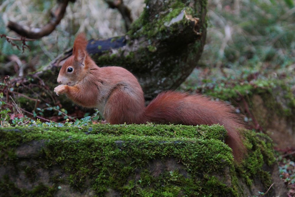 Rotes Eichhörnchen