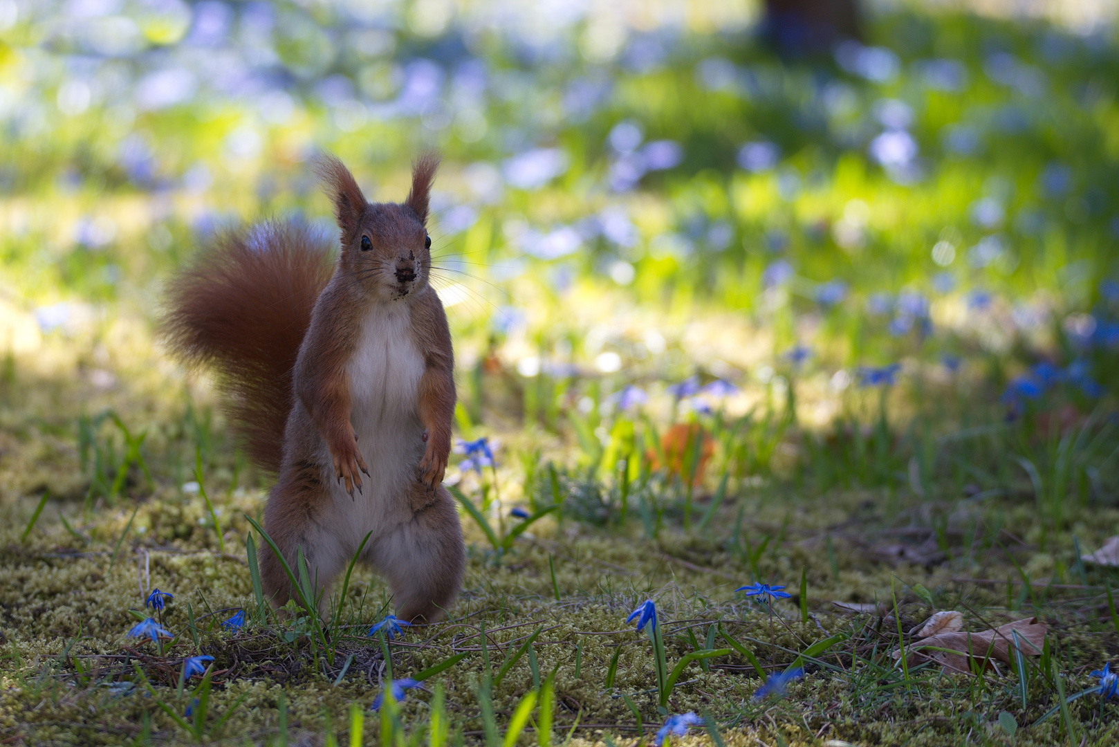 Rotes Eichhörnchen