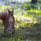 Rotes Eichhörnchen