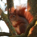 Rotes Eichhörnchen