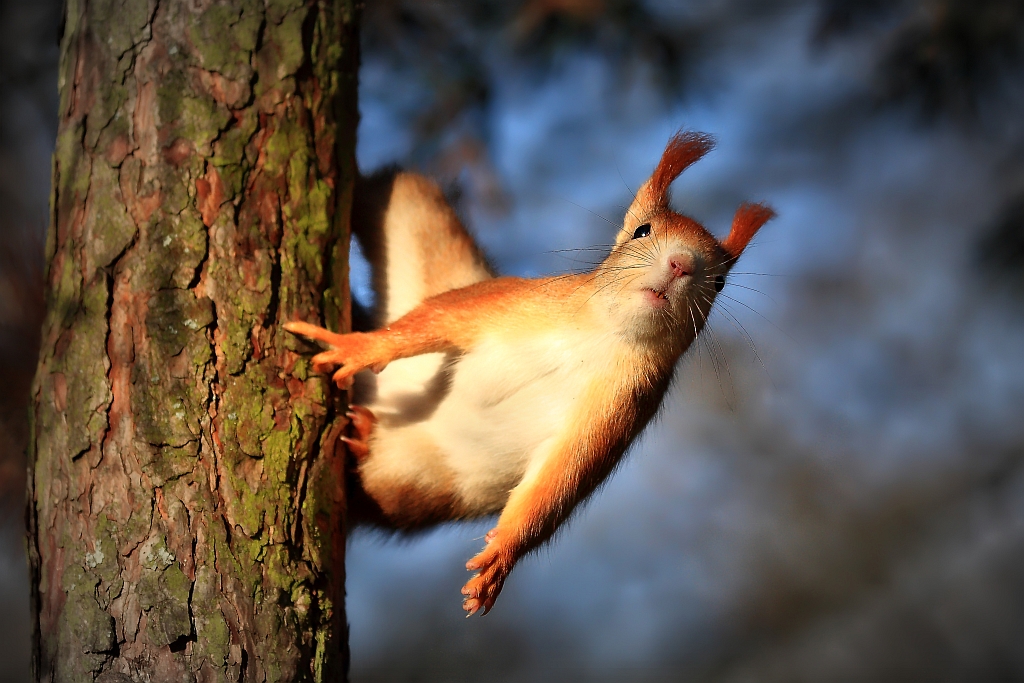 rotes Eichhörnchen