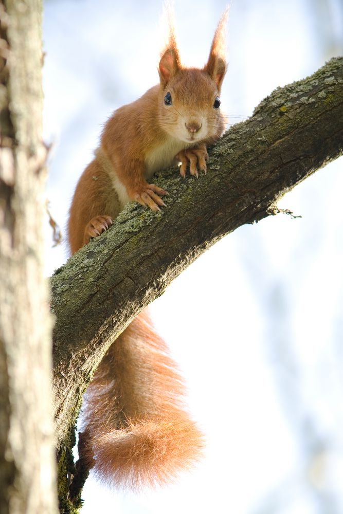 Rotes Eichhörnchen von Jürgen Gross 