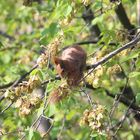 Rotes Eichhörnchen