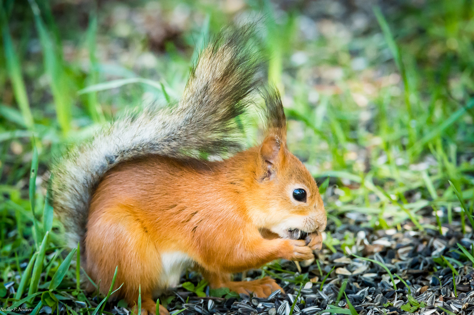 rotes Eichhoernchen aus Nord Finnland