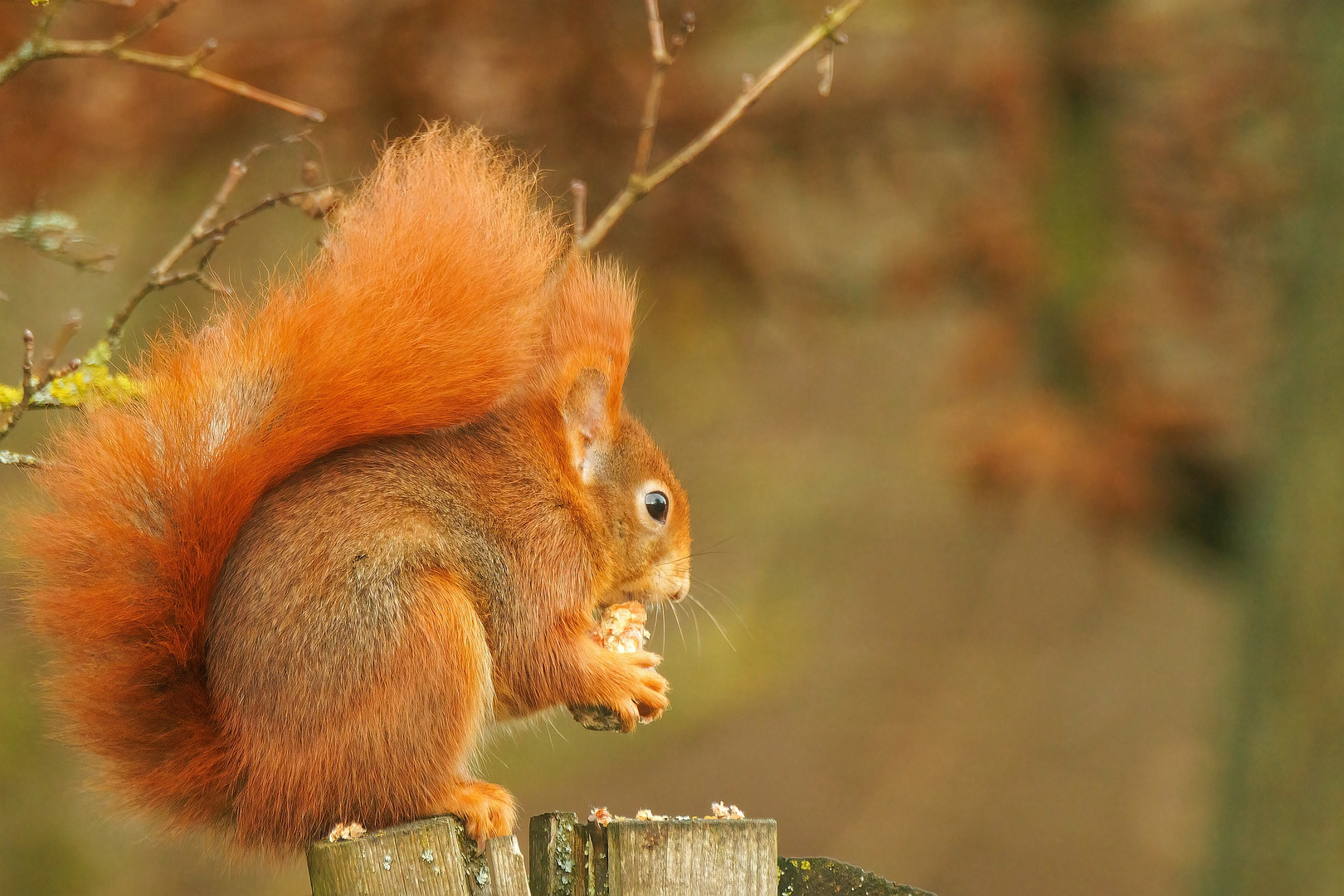 Rotes Eichhörnchen ...